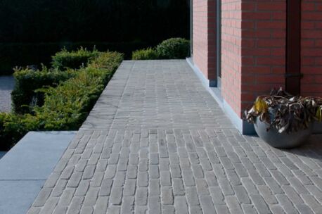 septima-olijf-hoorebeke-6 NGWF Olijf SeptimA 218x52x72mm getrommeld 85st/m²