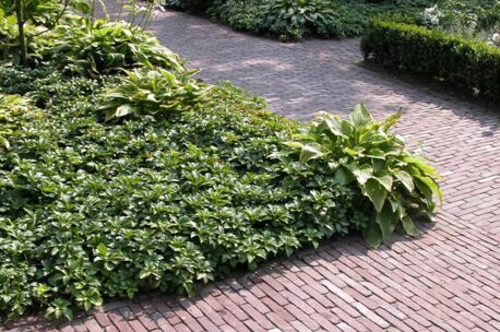 ancienne-belgique-bordeaux-2 NGRF Bordeaux 186x44x63mm getrommeld 111st/m²