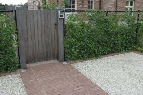 septima-mahonie-5 NGWF Mahonie SeptimA 215x52x70mm getrommel 85st/m²